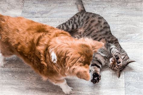 Cat and Dog Playing Together in Apartment with a Ball. Closeup Portrait Stock Photo - Image of ...