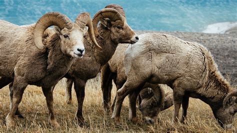 Alberta Bighorn Sheep horns slowly shrinking - The Gateway