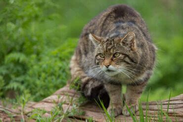 Characteristics, Behavior, and Habitat of the Wild Cat - My Animals