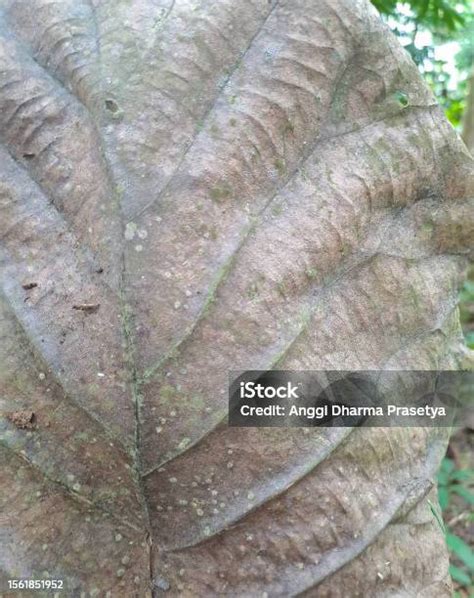 tekstur daun kering latar belakang tekstur daun close  foto stok
