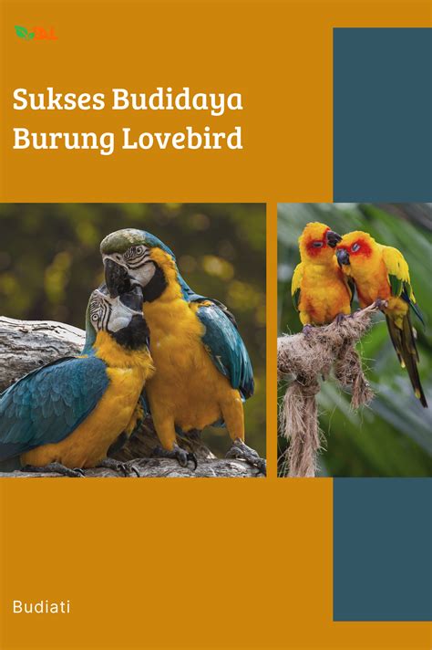 Sukses Budidaya Burung Lovebird Pt Elementa Media Literasi