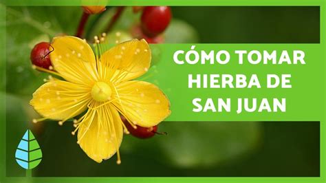 Guía completa Cómo preparar una infusión de hierba de San Juan paso a