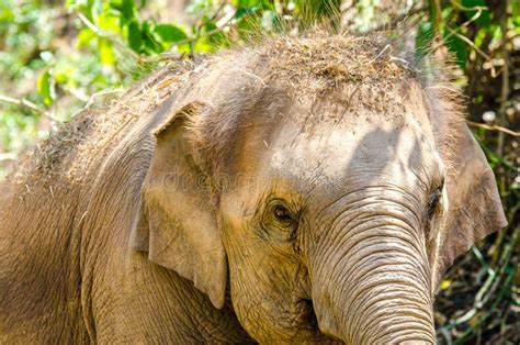 In The Elephant Nature Park In Chiang Mai Thailand Stock Image Image