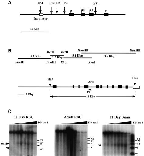 An Insulator Element And Condensed Chromatin Region Separate The