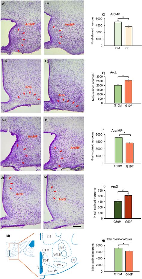 Photomicrographs X10 And Graphs Showing The Sexual Dimorphism Found