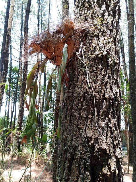 Staghorn Fern Grows On Pine Trees Platycerium Bifurcatum Common Name