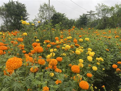 तीन दिनका अवधिमा धरानमा दुई करोड मूल्य बराबर फूलको कारोबार