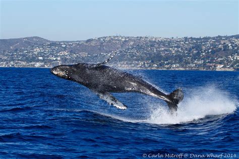 5 Best Places For Whale Watching In California