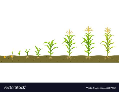 Growth Cycle Of Corn In The Soil Seed Germination Vector Image