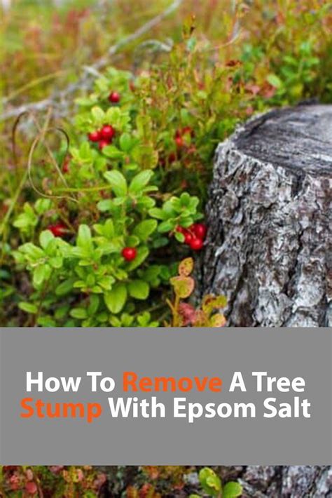 How To Remove A Tree Stump With Epson Salt