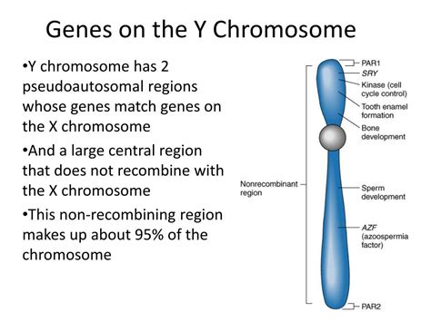 Ppt Sex Chromosomes And Abnormalities Powerpoint Presentation Free