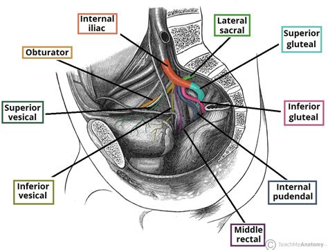 Superior Gluteal Artery