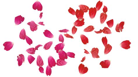 Falling Rose Leaves Png Transparent Free By Theartist100 On Deviantart