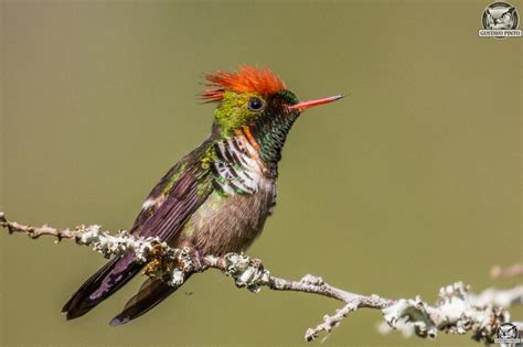 Topetinho Vermelho Biofaces Bring Nature Closer