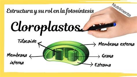 Los CLOROPLASTOS Estructura y su rol en la FOTOSÍNTESIS YouTube