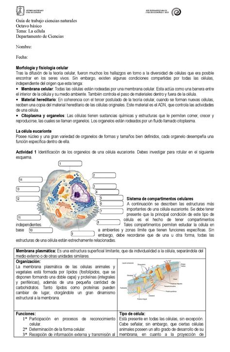 Funciones De Los Organelos De La Celula Compartir Celular