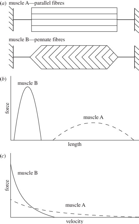 The Anatomical Extremes Of Muscle Architecture With Appropriate