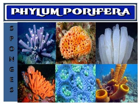 Phylum Porifera Examples Species