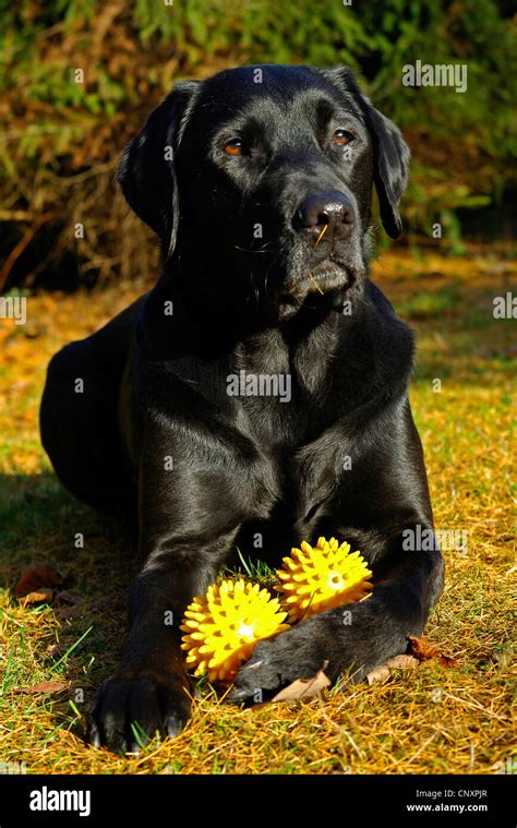 Labrador Retriever Canis Lupus F Familiaris Lying In Meadow With