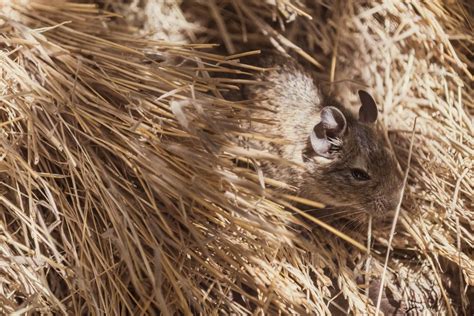 Free Picture Common Degu Octodon Degus Rodent In Haystack