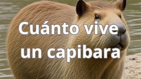 Descubriendo La Longevidad Del Capibara Cu Nto Vive Este Fascinante