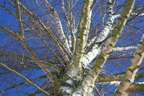 Birch Tree Heaven Free Photo On Pixabay Pixabay