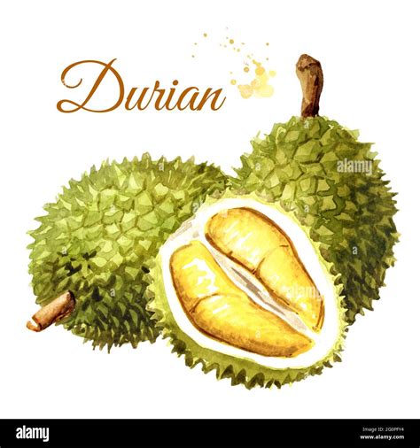 Durian Eating Malaysia Cut Out Stock Images Pictures Alamy