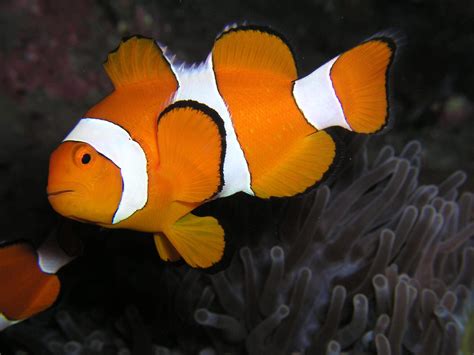 5 Interesting Facts About Clownfish For Kids2 Is My Favourite