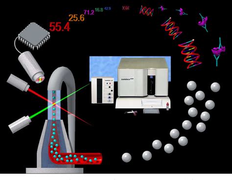 Figure From Applications Of Luminex Xmap Technology For Rapid High