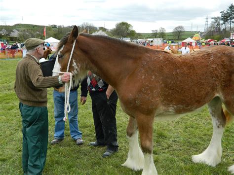 Clydesdale,horse,show,clydesdale horse,free pictures - free image from ...