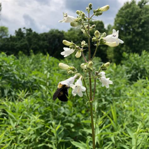 Mn Native Foxglove Beardtongue Plants Natural Shore