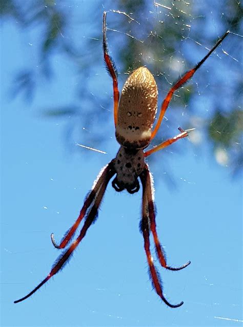 Australian Golden Orb Weaver Ausemade