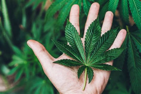 How To Overcome The Various Marketing Challenges In The Cannabis Industry