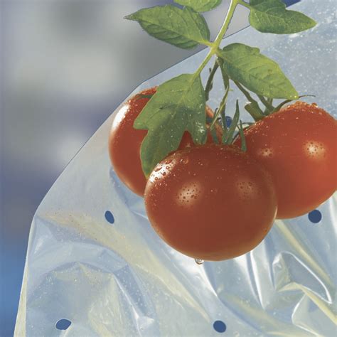 Tomatotube 50µ Ldpe Tomato Growing Covers Nortene