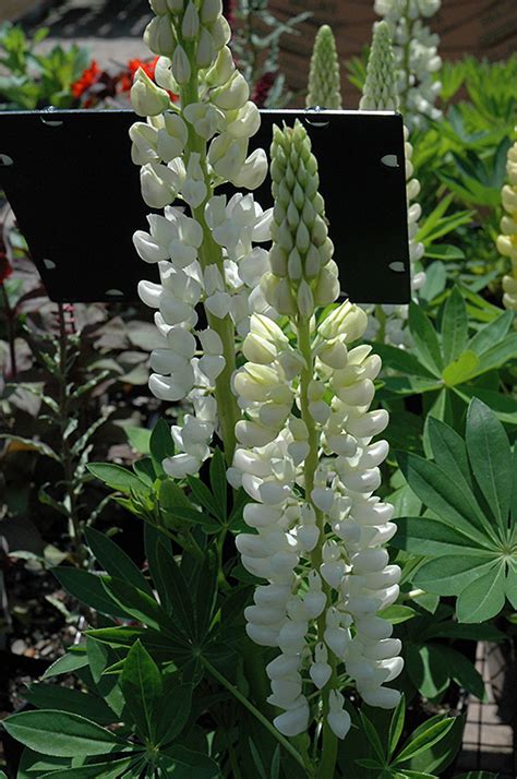 Russell White Lupine Lupinus Russell White In Denver Centennial