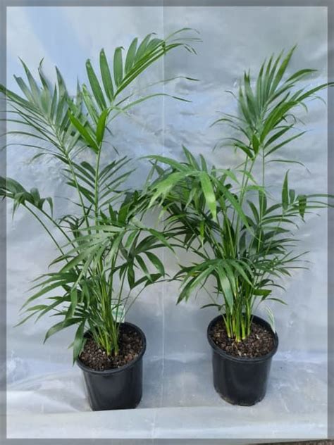 Tropical Cascade Palms / 0.9-1m tall / 20cm pot / $25 ea or $90 for 4 ...