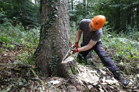 Teamgeist Beim Traditionellen Baumf Llen Hand Holzen De