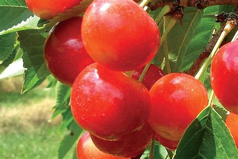 Northwest Cherries Predict Strong Crop Growing Produce