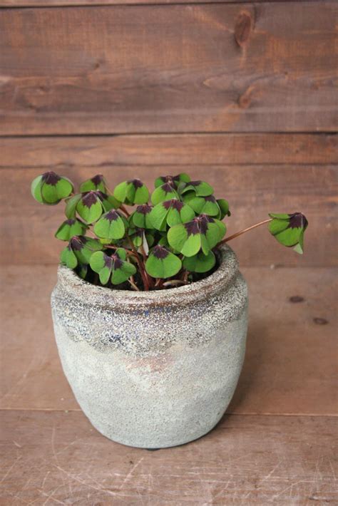 Oxalis Shamrocks The Planted Arrow Flowers Gifts