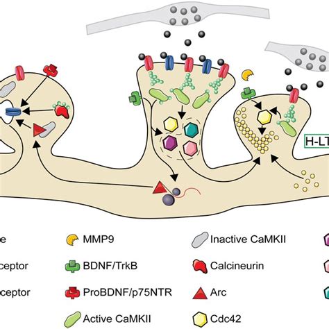 The Molecular Pathways Of Heterosynaptic Potentiation And Depression A Download Scientific