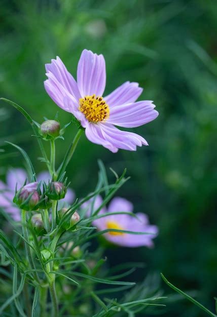 Premium Photo | Pink Cosmos Flowers in the Garden