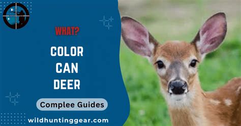 What Color Can Deer See Complete Guide