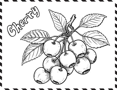 Cherry Coloring Page For Kids And Toodlers Vector Cherry Coloring Page