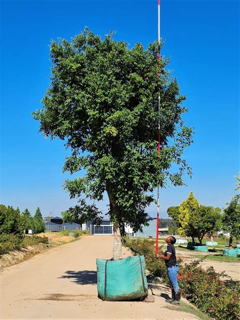 Ficus Benjamina Tree