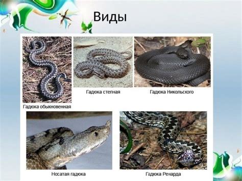 Степная гадюка: описание, места обитания, образ жизни, отличие от ...