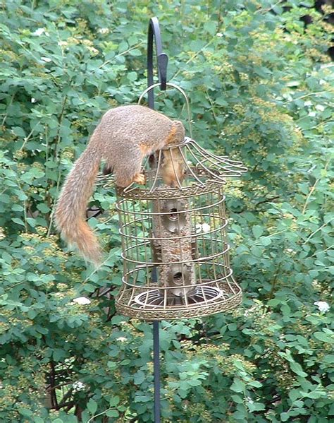 Diy Squirrel Proof Bird Feeder Pole Birdcage Design Ideas