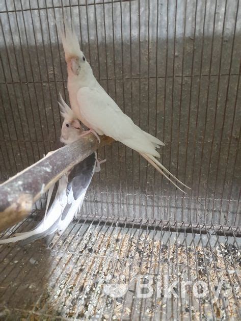 Cockatiel For Sell For Sale In Mirpur Bikroy