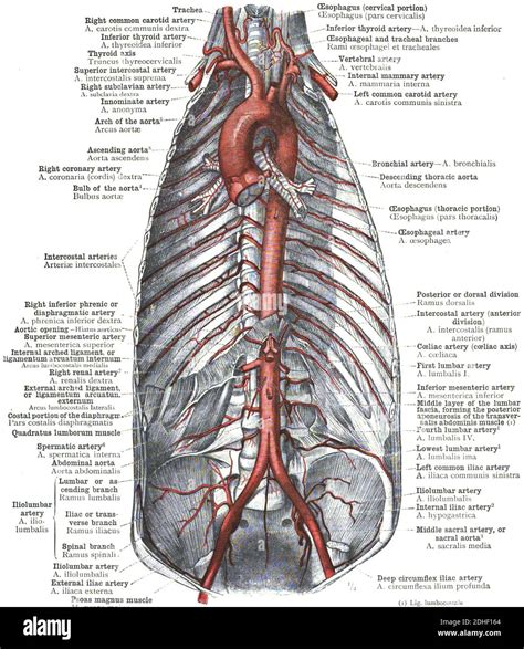 Arch Of Aorta Branches