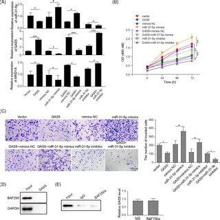 Inhibition Of MiR315p Inhibited OCCC Cell Viability And Invasion A