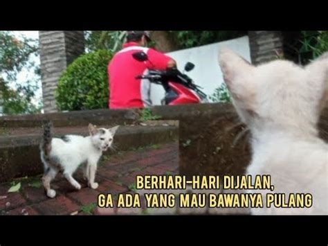 BIKIN NANGIS KUCING KECIL INI BERHARI HARI TAK ADA YANG RESCUE KAKINYA